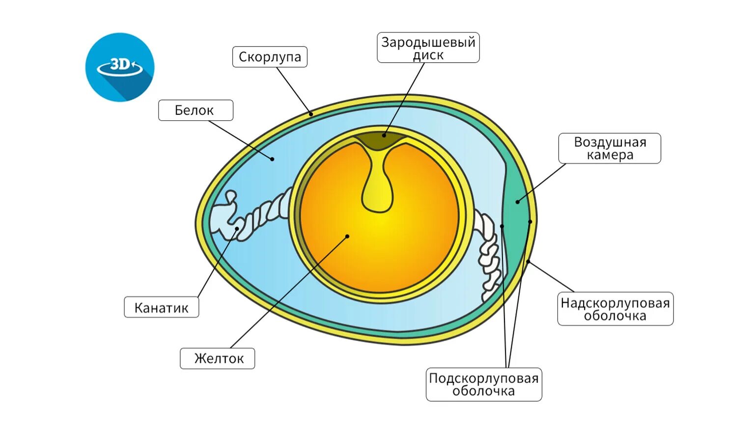 Оболочка яйца рептилий. Строение яйца птицы амнион. Строение яйца яйцевые оболочки. Зародышевые оболочки амнион и хорион. Зародышевые оболочки куриного яйца строение.