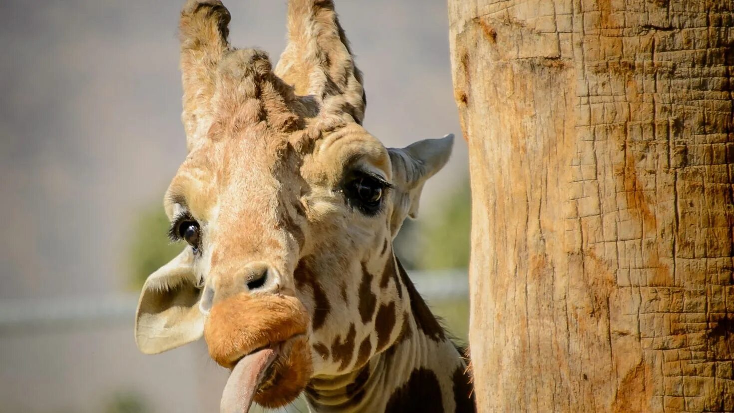 Зверь тапир. Странные животные. Альпака викунья лама. Малайский чепрачный тапир. Мексиканский глазоух.