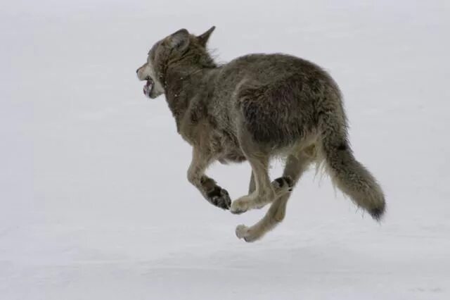 Лисичка сестричка и серый волк битого небитого везет. Волк из сказки. Бейте волка. Очень красивые пейзажи волки скалы. Октан северные волки драка.