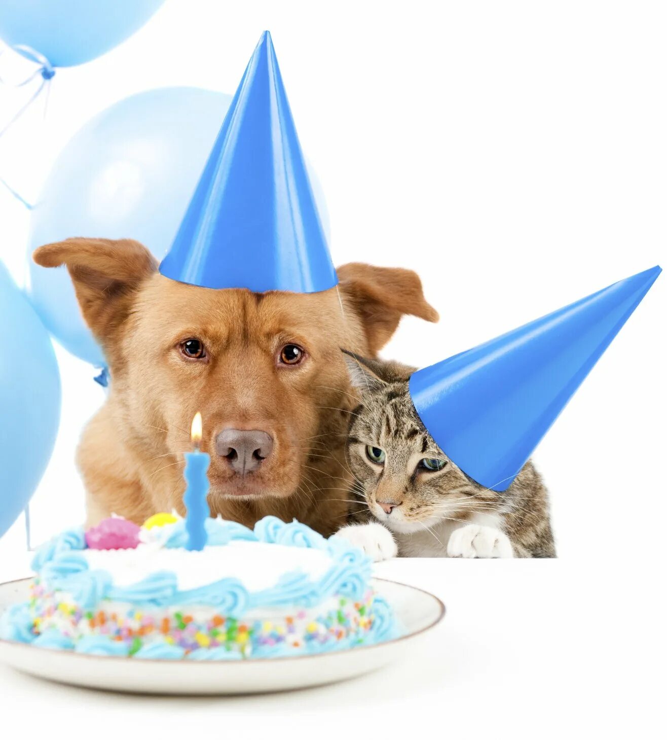 Прикольные пожелания с животными. Поздравление ветеринару с днем рождения. Поздравления с днём рождения с собаками. Животные поздравляют с днем рождения. Собака поздравляет с днем рождения.