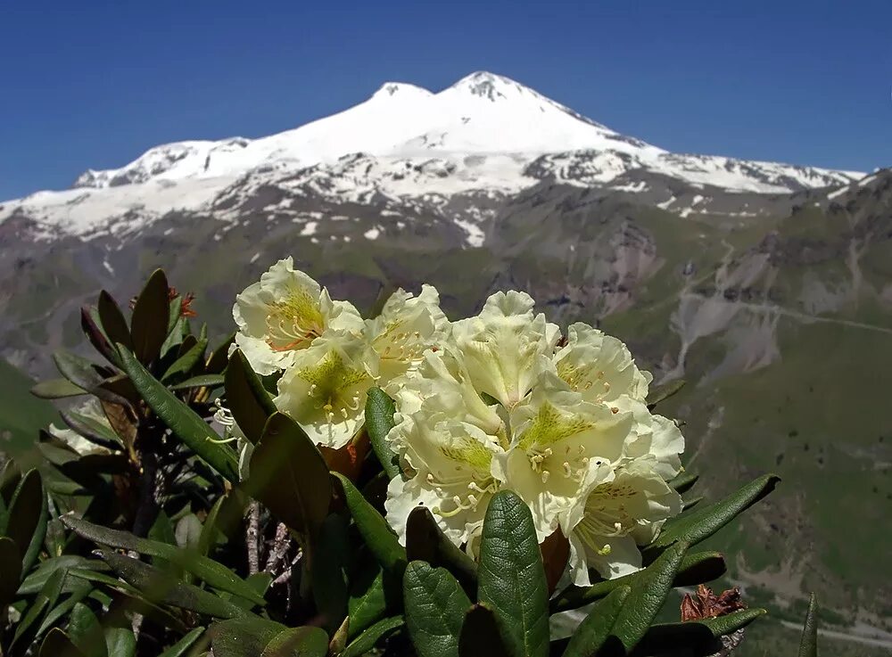 Растительный северного кавказа. Рододендрон Эльбрус. Рододендрон кавказский высокогорный. Рододендрон кавказский Чегет. Рододендрон Домбай.
