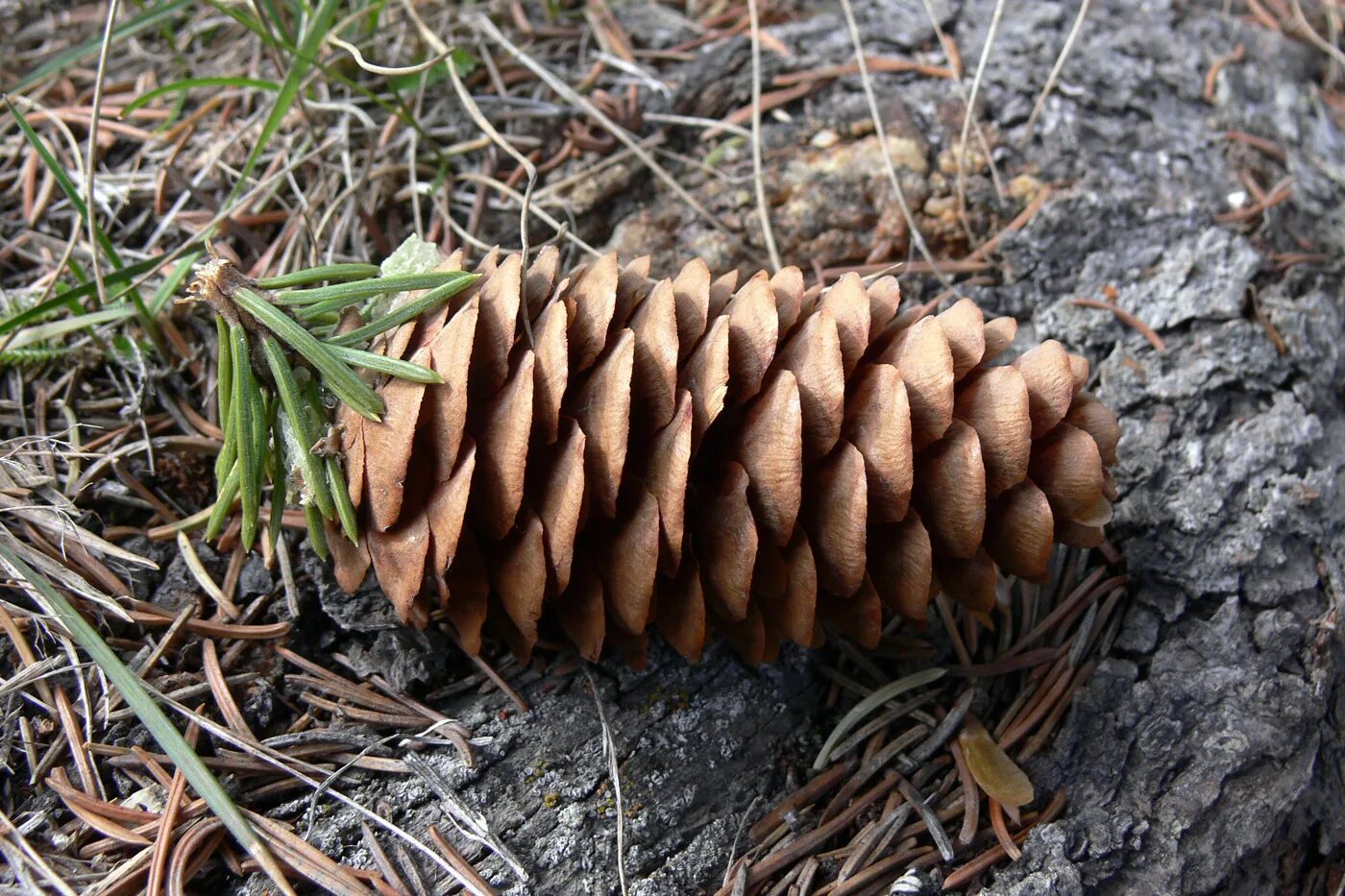 Описание шишек ели. Ель Сибирская Picea obovata. Picea obovata шишки. Ель Сибирская шишки. Ель Сибирская шишечки.