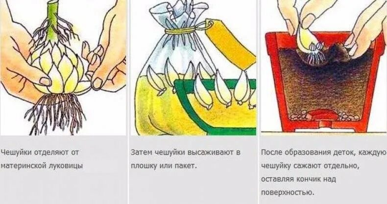 Глубина посадки луковиц лилий. Лилия цветок размножение. Бульбочки лилии. Вегетативное размножение тюльпана. Вегетативно размножаемые культуры.