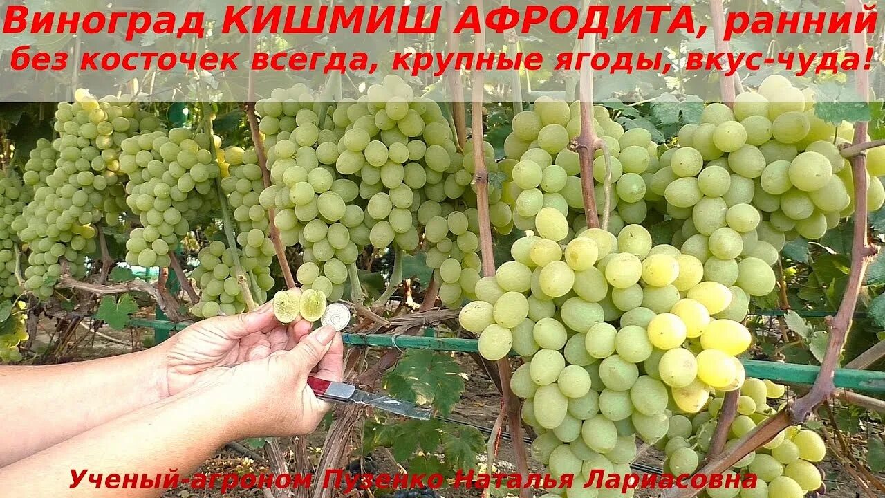 Крупный Кишмиш! Виноград Афродита Виноград VM Дзен