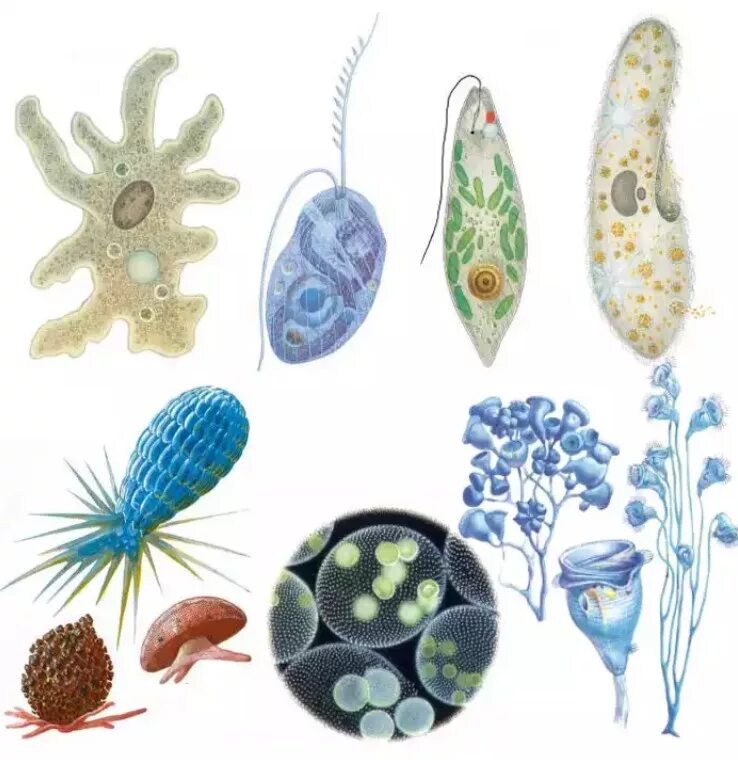 Сколько простейших известно. Одноклеточные организмы эукариоты. Подцарство простейшие protozoa. Одноклеточные многоклеточные биология. Царство protozoa.