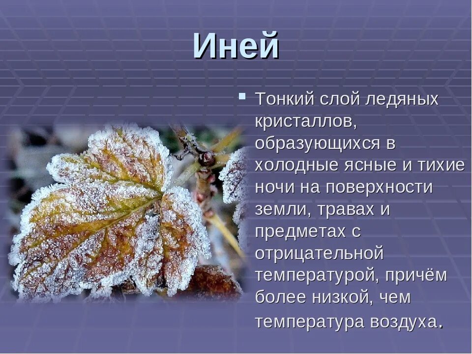 Изморозь это осадки. Иней доклад. Иней это осадки. Описание инея. Изморозь атмосферные осадки.