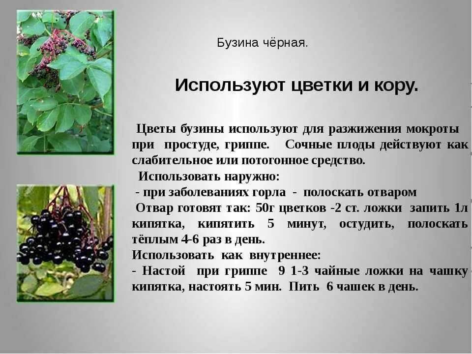 Бузина растение описание. Бузина свойства растения. Бузина кустарник описание. Бузина свойства растения. Бузина свойства растения.