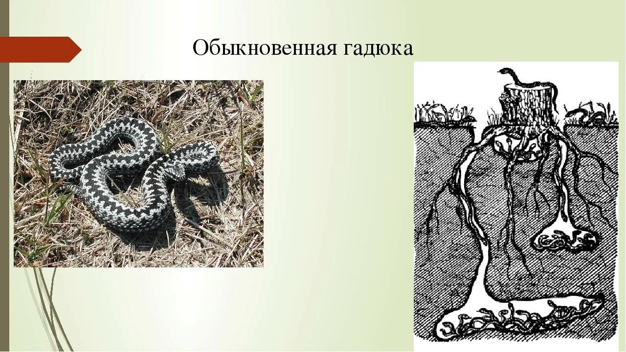 Тип развития гадюки. Таксоны гадюки обыкновенной. гадюка обыкновенная среда обитания. среда обитания степной гадюки. гадюка обыкновенная 2 класс.