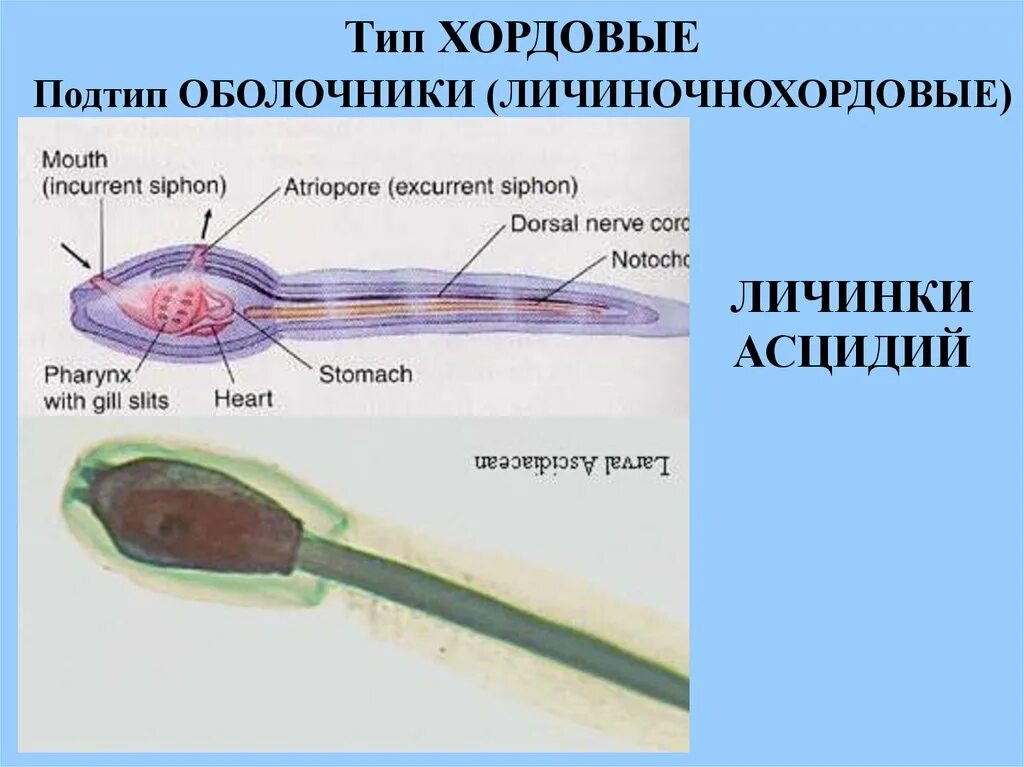 Какой вид имеет нервная система хордовых. Оболочники строение личинки. Строение личиночно-хордовых. Тип Хордовые оболочники строение. Личинка хордовых.