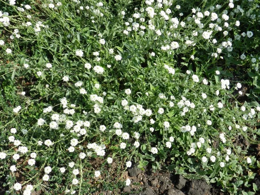 Растение с мелкими белыми цветками. Мелкие белые цветы. Растение с мелкими белыми цветами. Маленькие белые цветы. Название цветов мелкие белого цвета
