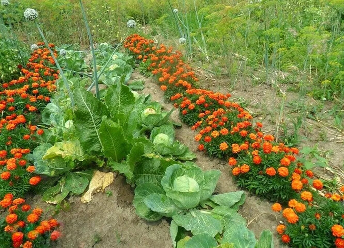 Можно сажать на 1 грядке. Капуста с бархатцами. Цветы бархатцы на грядках. Растения -репелленты бархатцы. Капуста с бархатцами на грядке.