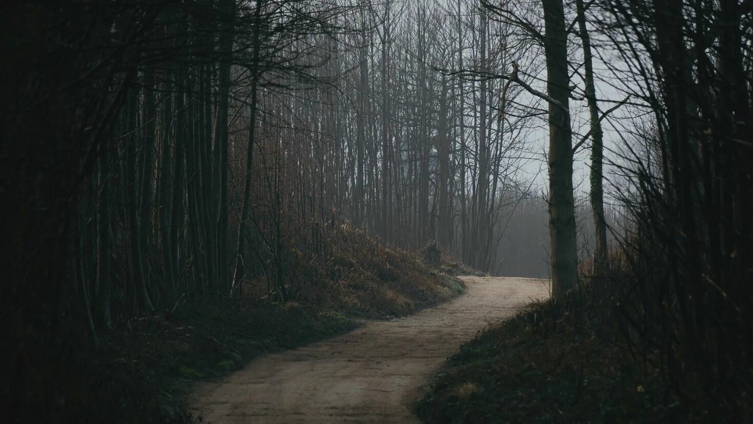 Темные дороги 2017. Темная дорога. Дорога в темном лесу. Дорога в лесу ночью. Фото темного леса.
