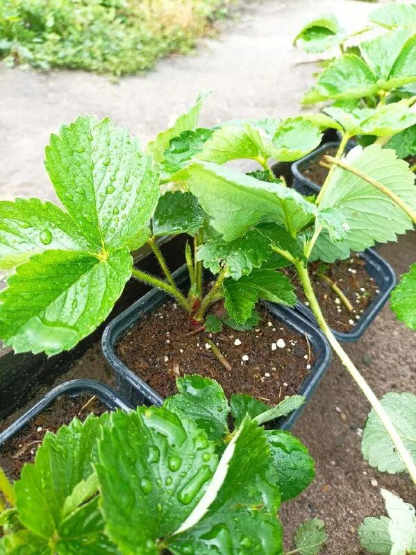 Дачник купил а саженцев клубники. Дачник купил а саженцев клубники