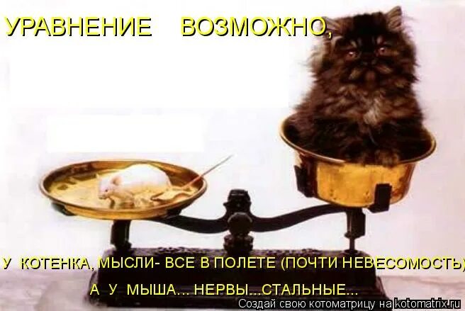 Мысли котенка. Мысли котенка. Много котят на одной картинке. Мемы с котятами 2023. Милая идея для котенка.