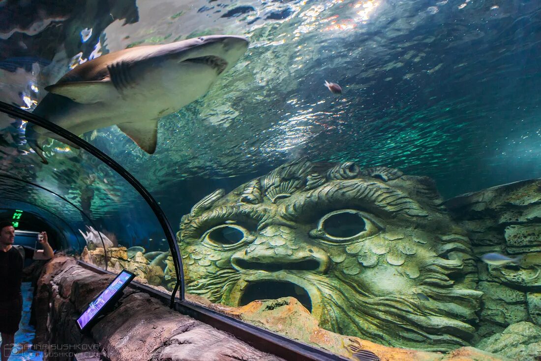 Sydney's world. Сиднейский аквариум. Австралия Сиднейский аквариум. Аквариум си лайф Сидней. Аквариум Западной Австралии Перт Австралия.