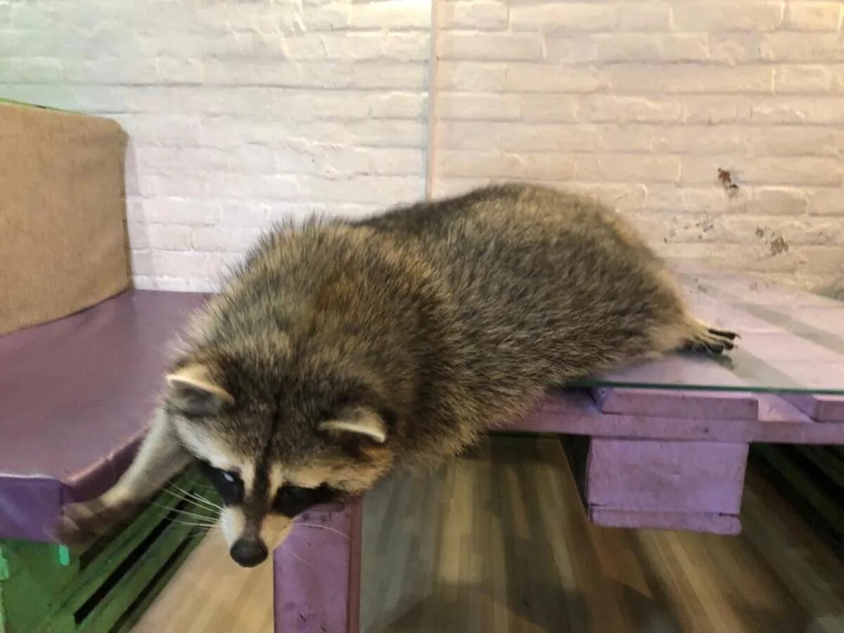 Енотокафе калуга. Енотокафе уфа. Самая маленькая порода енотов. Енотокафе в москве. Енотокафе ул галущака 4.