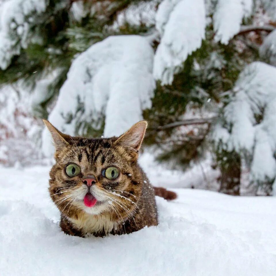Кот летом и зимой. Сравнение летней и зимней шерсти кота. Рыжий кот зимой. Рыжий кот зимой. Кот в сугробе.