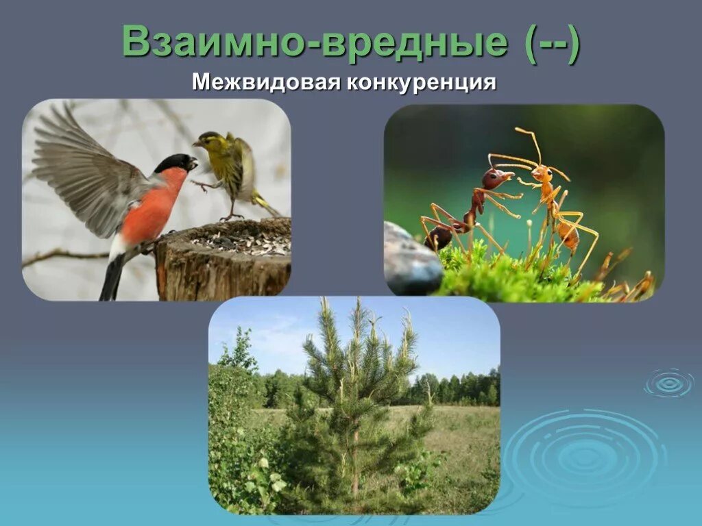 Межводная конкуренция. Межвидовые конкуренуия. Межвидовая конкуренция растений. Конкуренция в биологии. Отношения вредные для обоих организмов