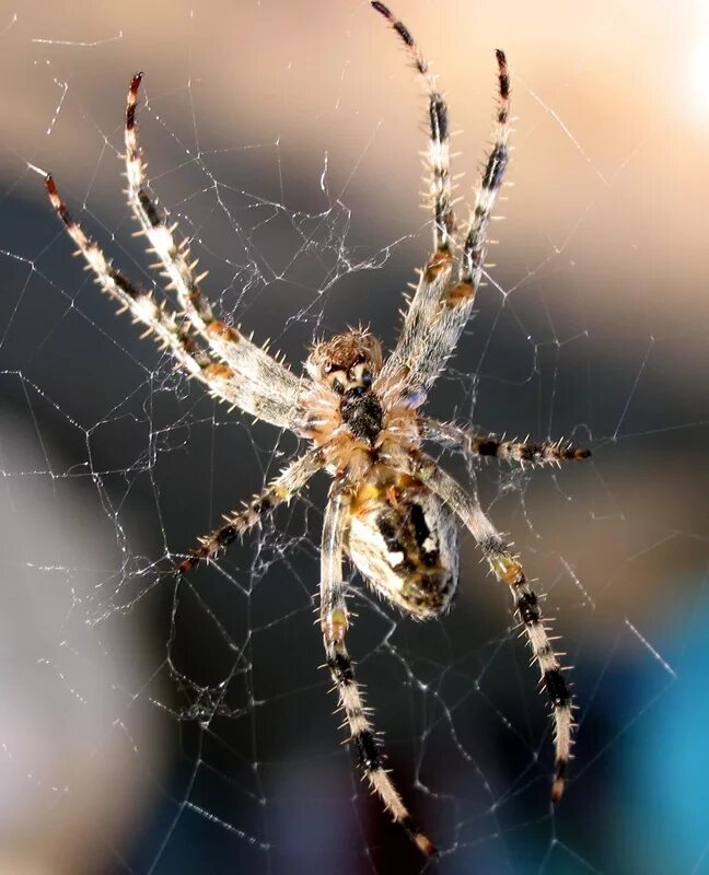 паук южнорусский тарантул. прыгающий паук. паук крестовик усики. гигантские пауки убийцы. паук птицеед альбинос.