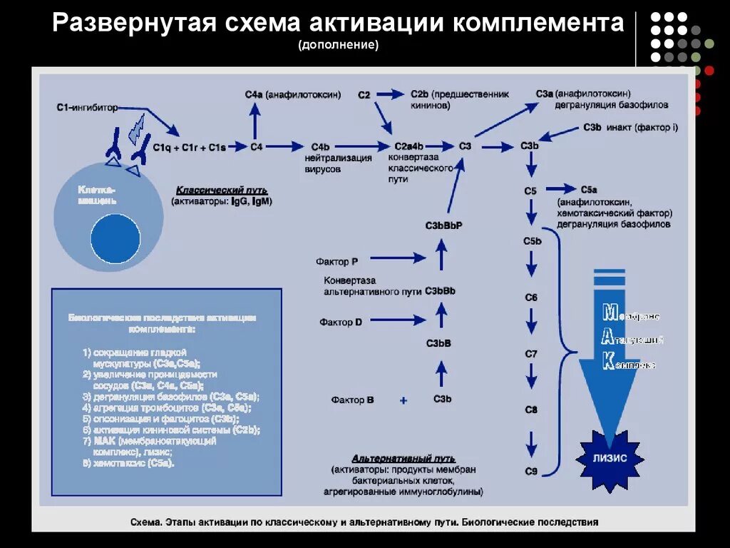 Комплемент иммунитет. 3 Пути активации системы комплемента. 3 Схемы пути активации системы комплемента. Активаторы альтернативного пути системы комплемента. Система комплемента схема.