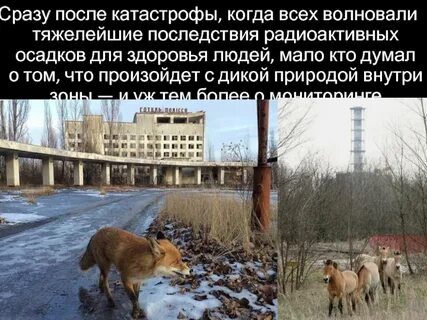 Радиоактивные осадки