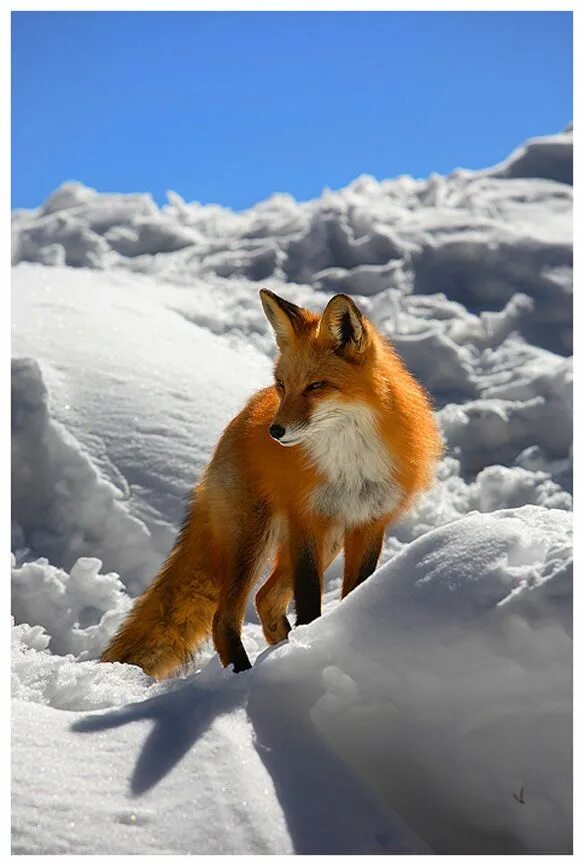 Лиса. Лиса зимой. Красивая лиса. Лиса в дикой природе. Fox цвет