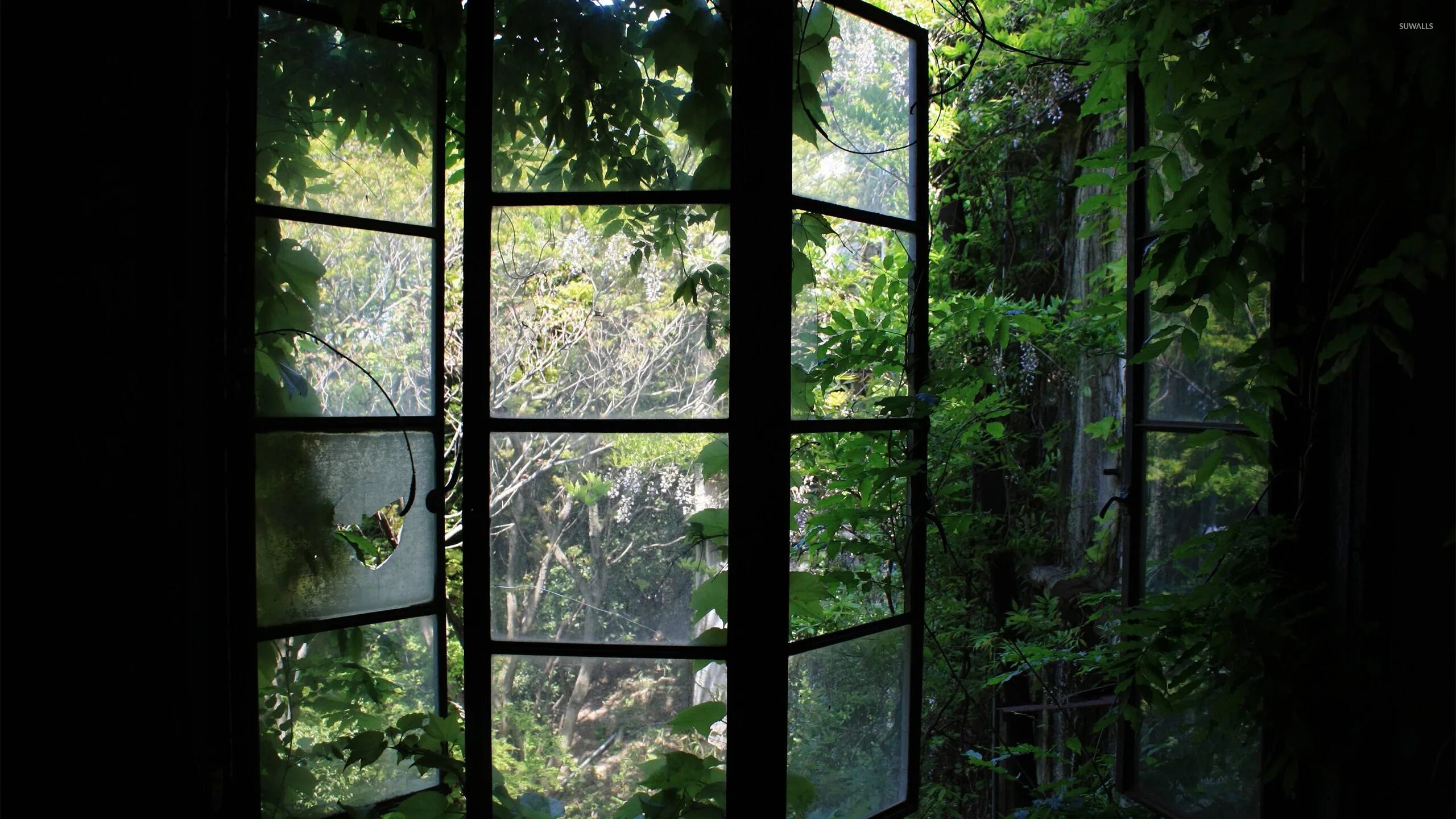 Tree window