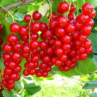Сорт смородины натали