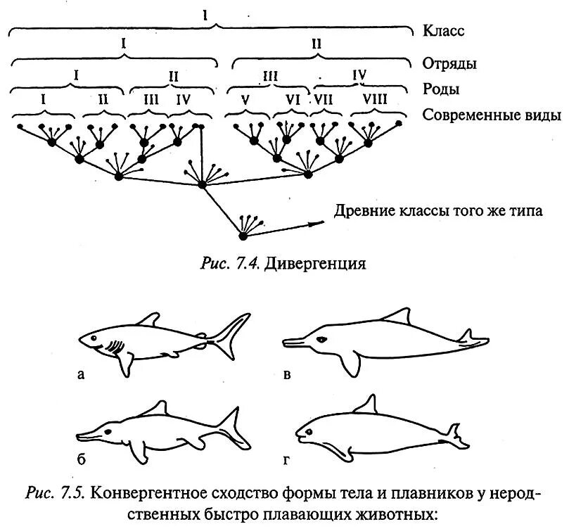 Чем определяется расхождение признаков у родственных групп. Эволюционные процессы конвергенция и дивергенция. Дивергенция биология схема. Дивергенция конвергенция параллелизм таблица. Дивергенция схема ЕГЭ биология.