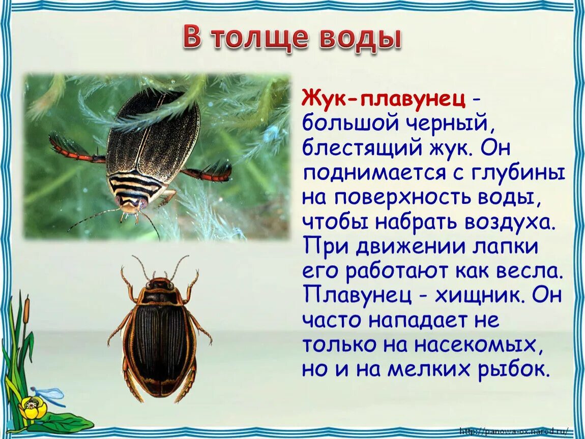 Презентация по окружающему миру "Жизнь пресного водоема"