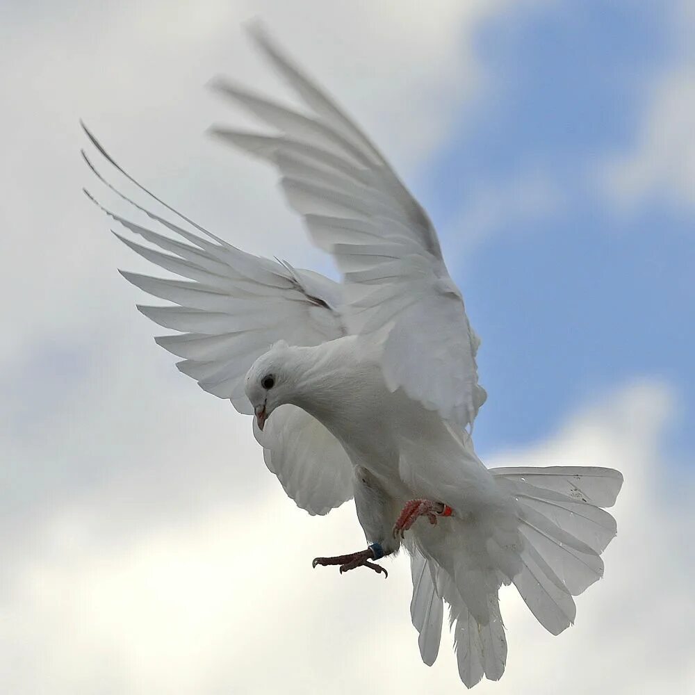 Летающий голубь. Голубь без фона. Пиджеон голубь. Flying pigeon. Почтовый голубь в полете.