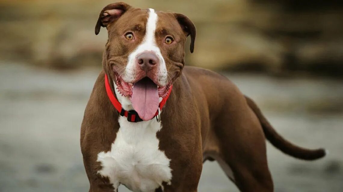 стаффордширский питбультерьер. стаффордширский терьер лиловый. белый питбуль ред ноуз. американский пидбультерье. американский питбультерьер.