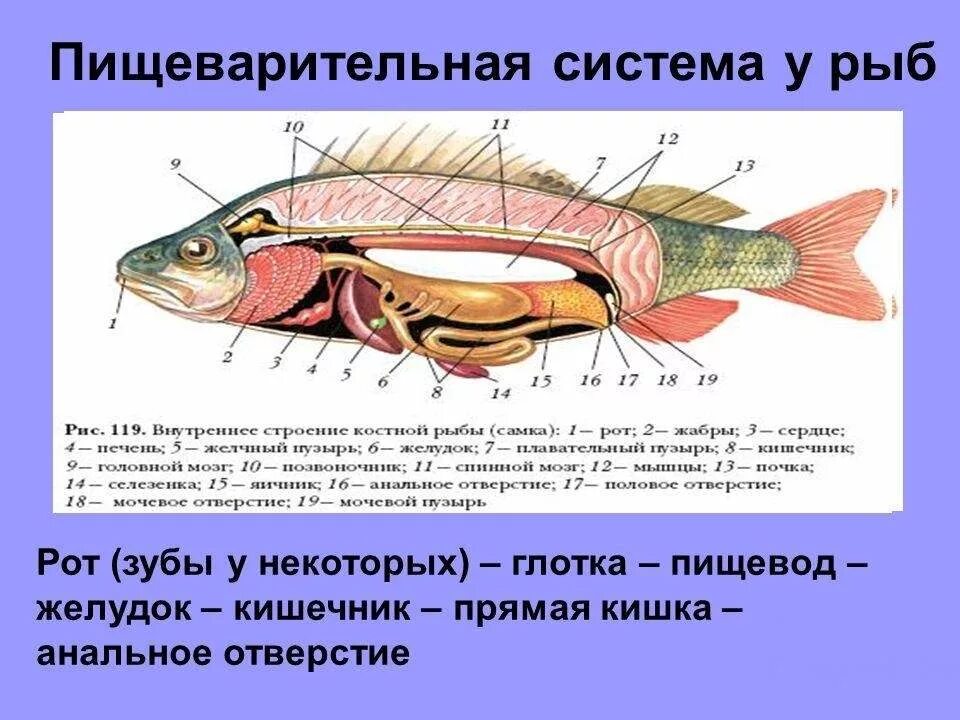 Пищеварительная система класса рыб. Пищеварительная система рыб строение и функции. Строение органов пищеварительной системы рыбы. Внутреннее строение рыбы пищеварительная система. Пищеварительная система рыб схема.