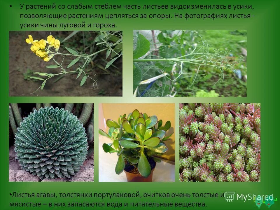 стебель земляники садовой. усики винограда побег. растения с лазающими стеблями. растения с усиками. цепляющийся стебель.