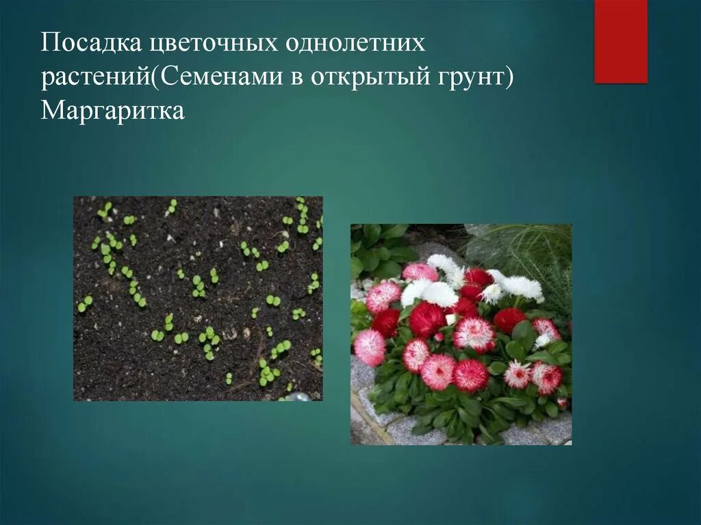 Песня посадим цветы. Посев семян однолетних цветковых растений. Однолетние декоративные растения. Семена однолетних растений. Однолетние цветочно декоративные растения.