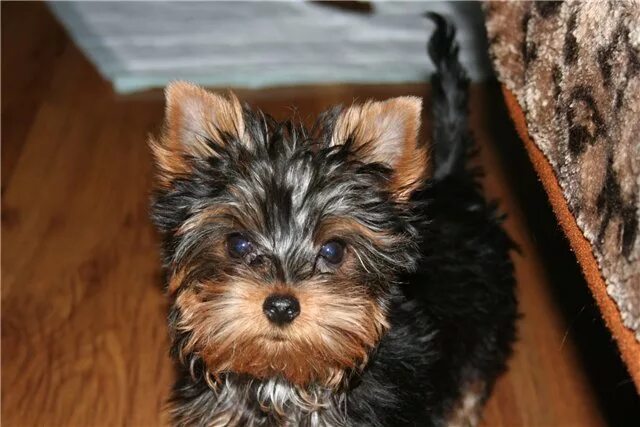 йоркширский терьер щенок 3 месяца. йоркширский терьер щенок 3 месяца. 2 йоркширских терьера. щенок йоркширского в 4 месяцев. йорк мини 4 месяца.