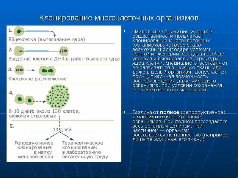 Почему растения клонируются легче животных. Клонирование многоклеточных организмов. Схема клонирования. Клонирование схема биология. Клонирование многоклеточных организмов пример.