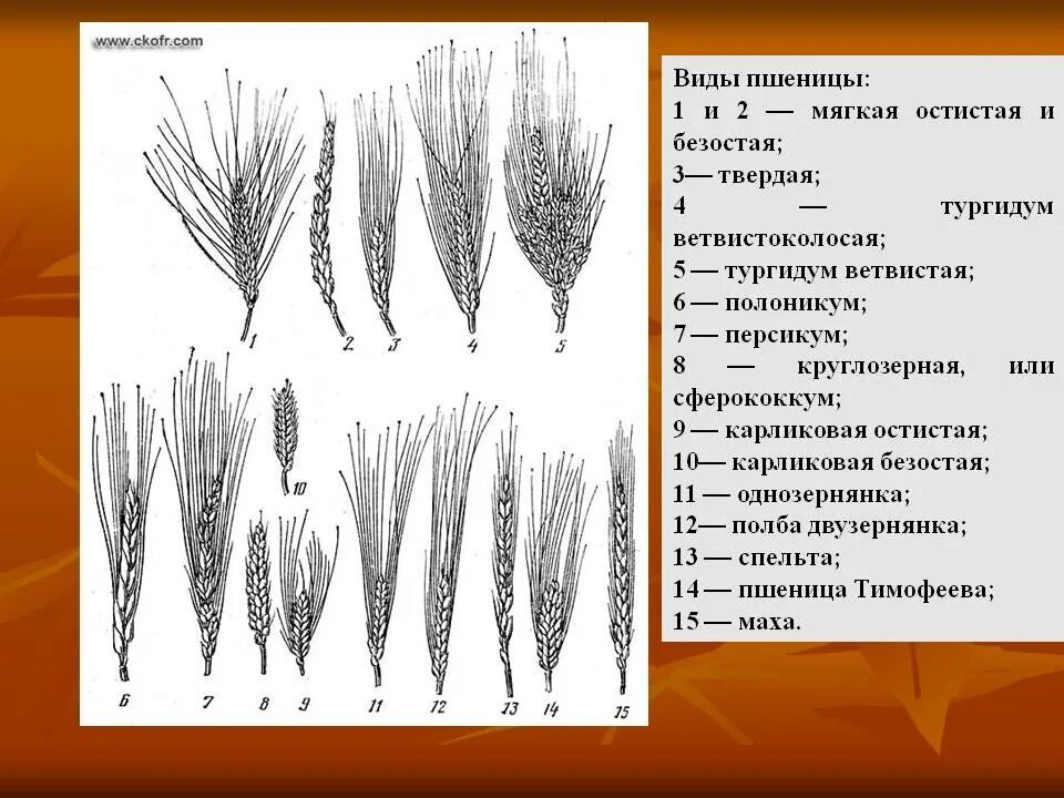 Виды классификации пшеницы