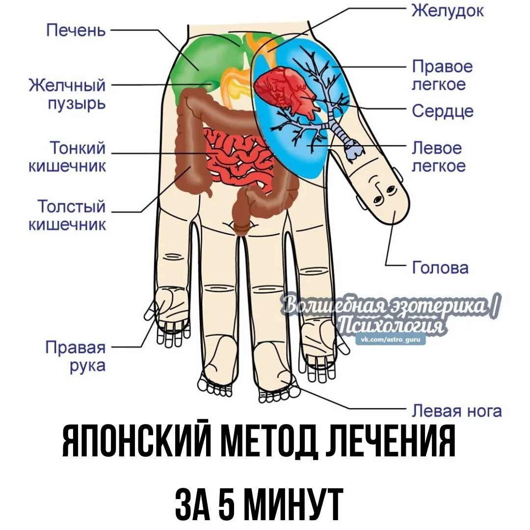 Акупунктура ладони схема. Точки для массажа су джок. Проекция внутренних органов на правой ладони. Проекция внутренних органов на ладони и пальцах рук человека. Проекция кишечника на руке.