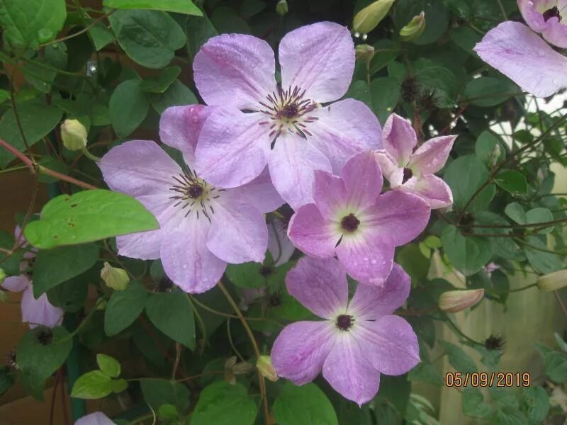Клематис морнинг. Клематис clematis "morning sky". Клематис clematis "morning sky". Клематис монинг. Клематис морнинг скай.