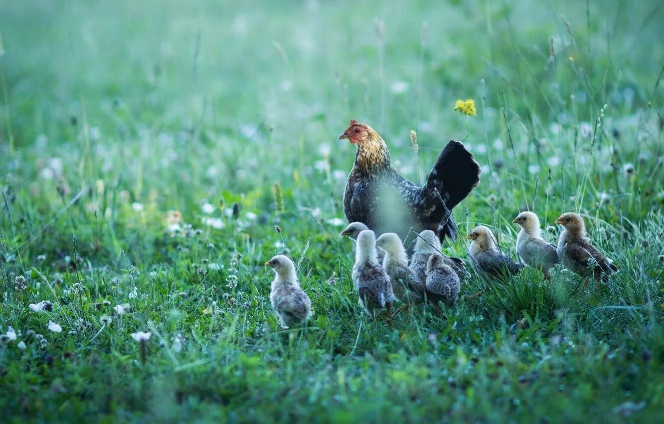 Пестрая наседка. Цыпленок в траве. Птица в траве. Курочки и природа. Куры на природе.