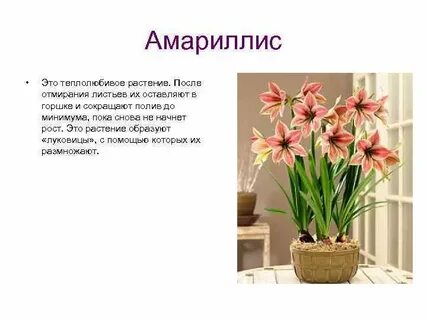 Гиппеаструм комнатное растение описание