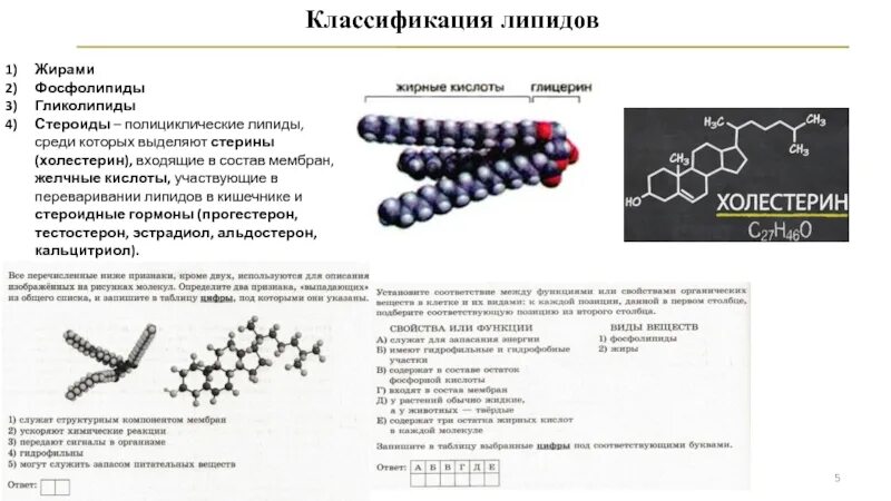 Фосфолипиды гликолипиды стероиды. Липиды нейтральные жиры воска фосфолипиды стероиды функции. Классификация липидов биохимия. Липиды ускоряют химические реакции. Липиды входят в состав клеток