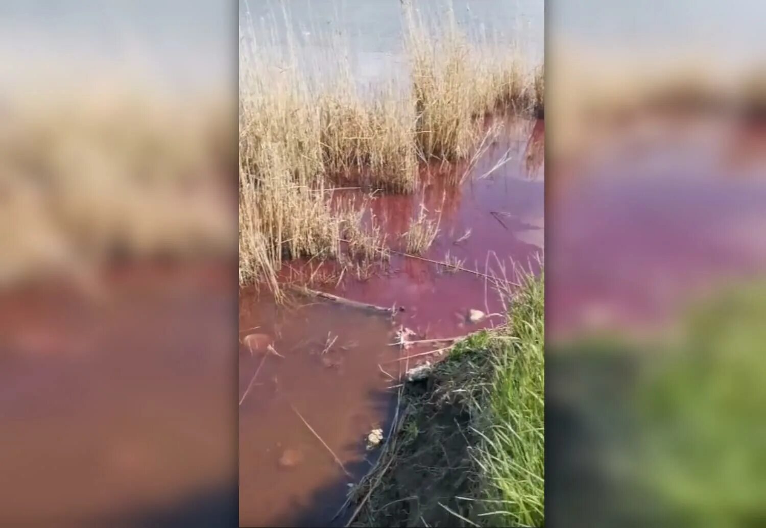 Албаши каневская. По загрязнению реки Албаши в Каневском районе. Розовая вода в реке Албаши. Русское поле Албаши.