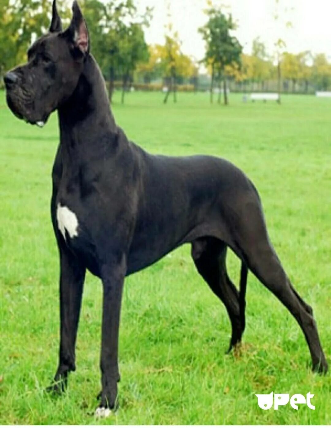 Английский королевский дог. Порода собак королевский дог. Дог королевский чистокровный. Тип догов. Тип догов.