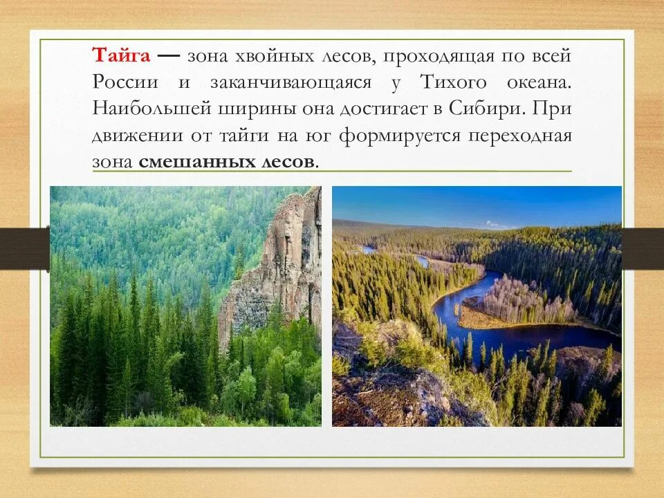 Климат зон хвойных лесов. Зона хвойных лесов. Тайга зона хвойных лесов. Зона тайги России фауна.