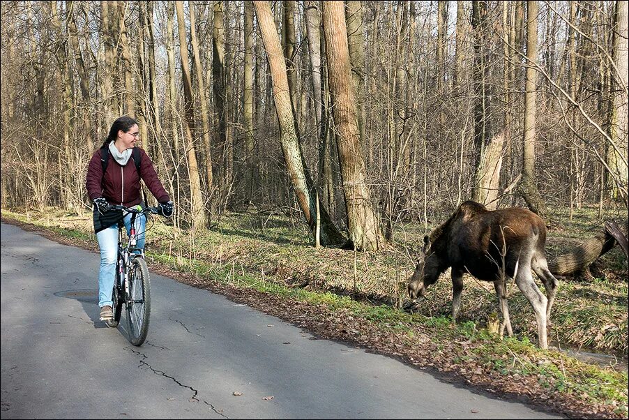 чтобы на велосипеде объехать территорию парка
