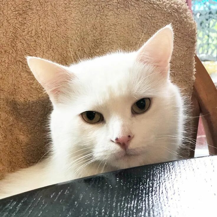 Cat meme