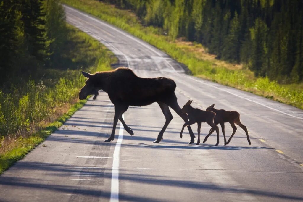Животные на дороге. Дикие животные на дороге. Лосенок на дороге.