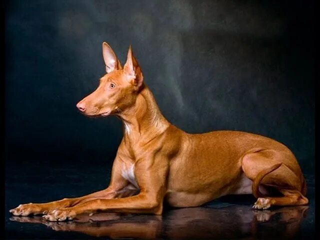 Древнейшая порода. Фараонова собака. Порода собак Анубис. Египетские собаки породы Анубис. Сфинкс порода собак Египетский фараон.